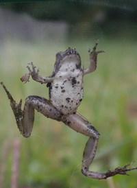 Eastern Cricket Frog